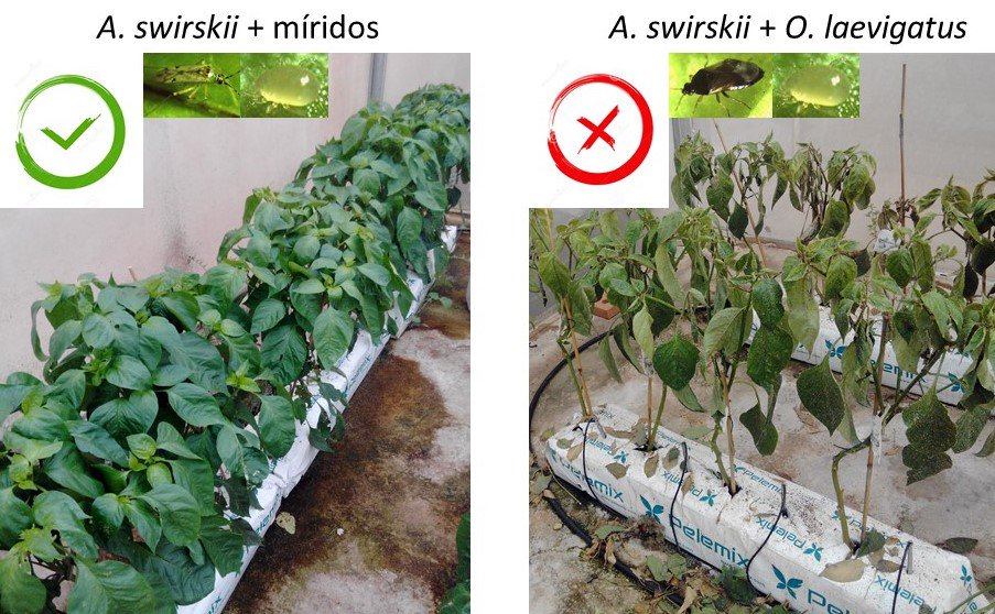 Una tesis doctoral realizada en el <a href="/GVAivia/">IVIA</a> optimiza las estrategias para el control biológico de #plagas en el cultivo del #pimiento y realza la importancia de aprovechar la respuesta defensiva de las plantas goo.gl/RKopyn goo.gl/j4kbUh
