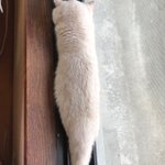 窓枠にぴったりはまってねる猫wぜったい寝る場所間違えてるけどかわいいw