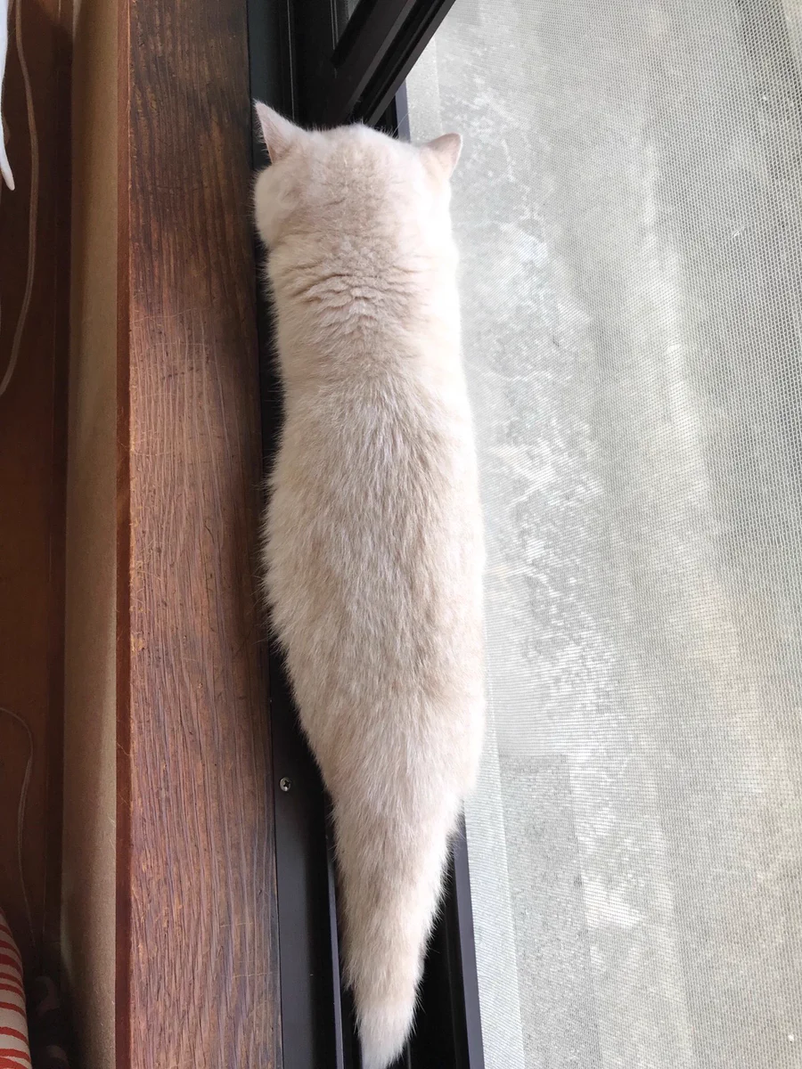 窓枠にぴったりはまってねる猫wぜったい寝る場所間違えてるけどかわいいw