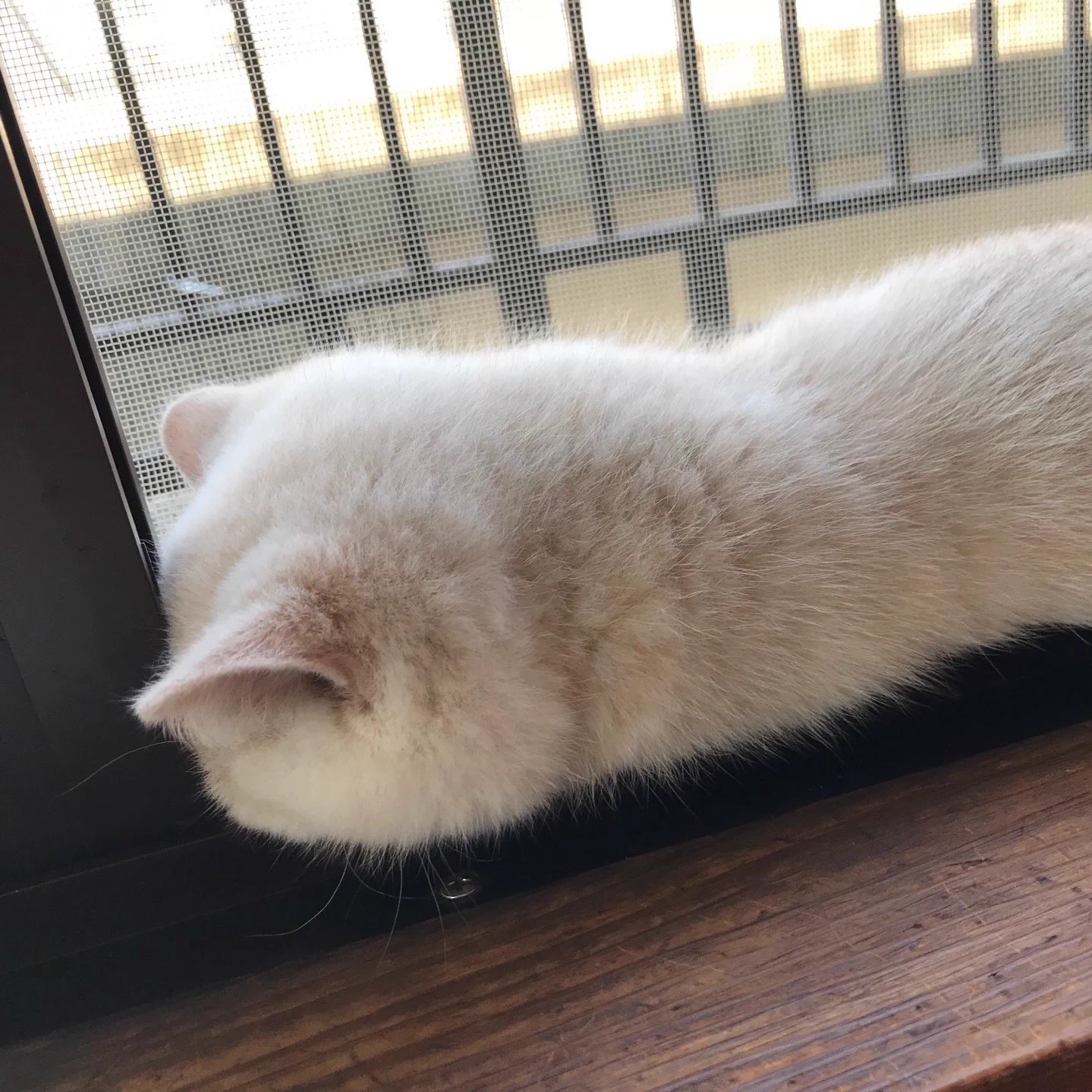 窓枠にぴったりはまってねる猫wぜったい寝る場所間違えてるけどかわいいw