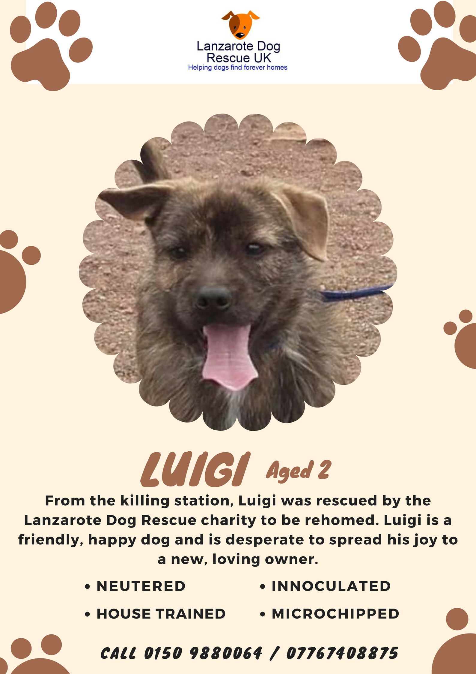 Lanzarote Dog Rescue (@Lanzarotedog) / Twitter