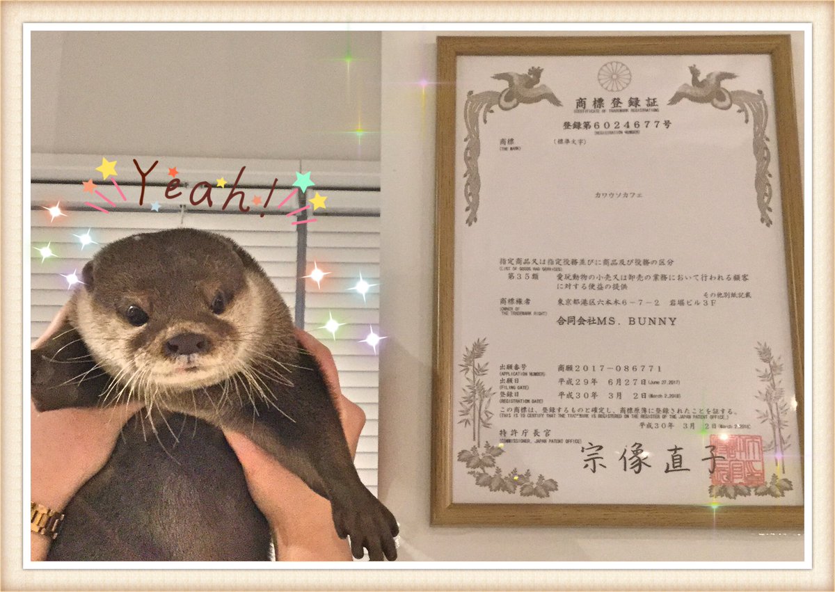 カワウソカフェ Harry原宿テラス店 この度カワウソカフェの商標を取得することができました これからもみく さん きららのカワウソトリオと共にお店を盛り上げてまいりますので これからもどうぞよろしくお願い致します カワウソカフェ