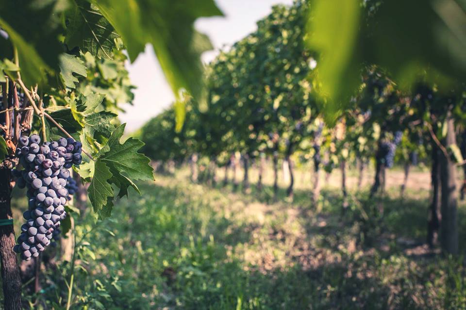 AliGroupFS's tweet photo. Masi Tenuta Canova offers an authentic experience for food and wine lovers in the amazing venue of Lazise, near the Lake Garda.
Thanks to the graet flexhibility and functionality of the Mareno equipment, each recipe is truly unique and memorable.
#aligroupFS #aligroupFSprojects https://t.co/LTcJYyqdpi