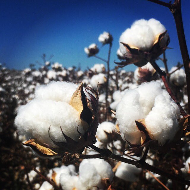 Cotton picking is well underway in the Macintyre Valley. Perfect conditions! #Cotton #picking #australiancotton #agriculture #cotton18 #sunsoutbollsout #uppa