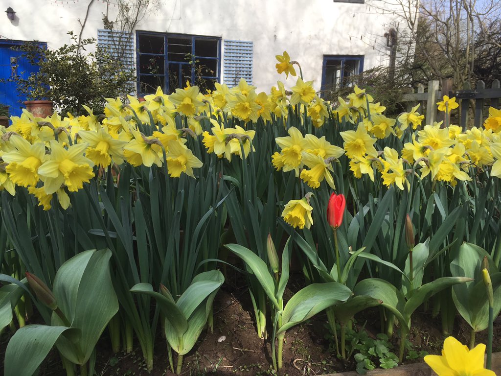 Enjoying the fantastic #spring colours in the garden.. #daffodils just make me smile 🙂