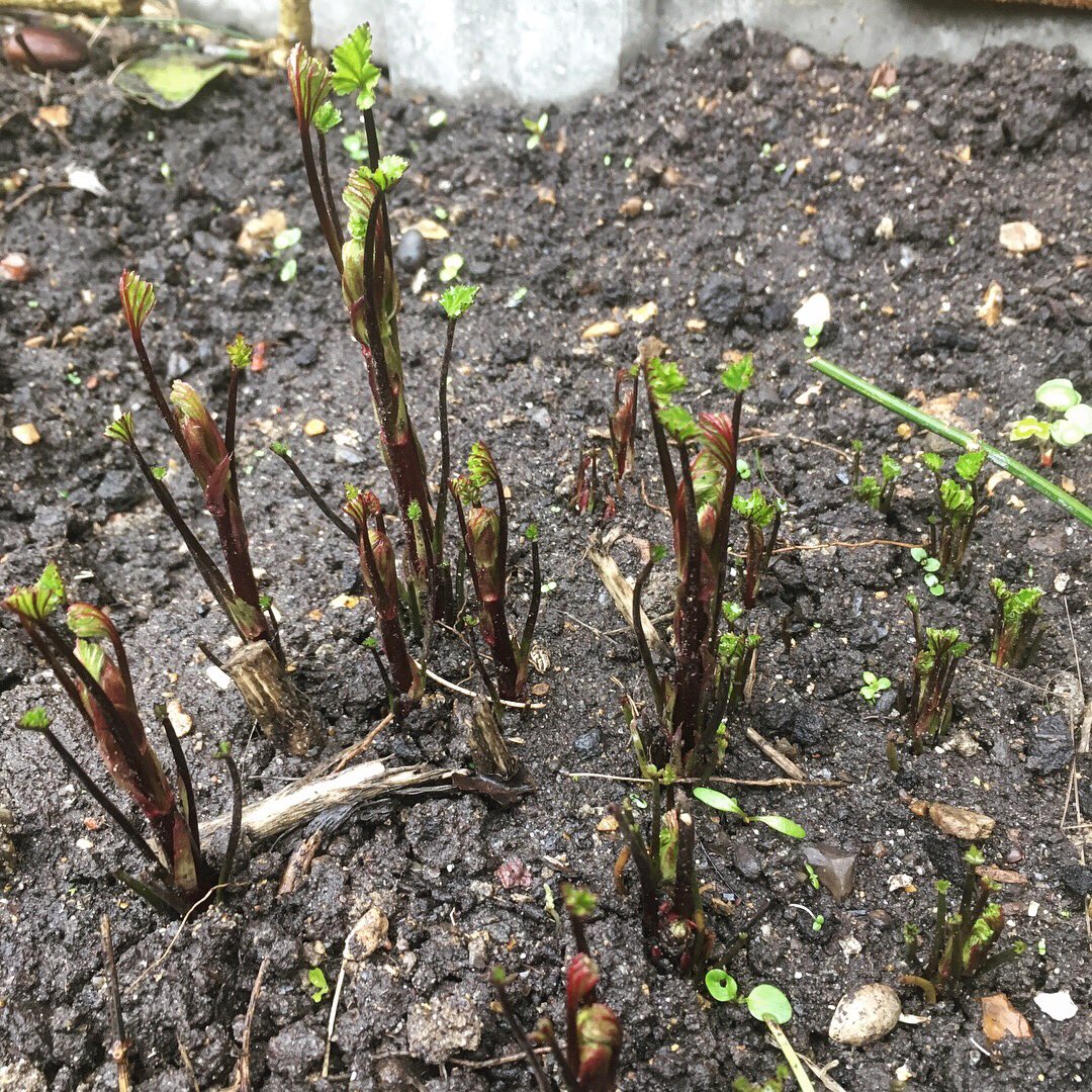 hackneyherbal's tweet photo. Things are emerging! Welcome back #Marshmallow we will look forward to your dreamy pink flowers 🌸 #herbacious #perennials https://t.co/g7wAswYbXE
