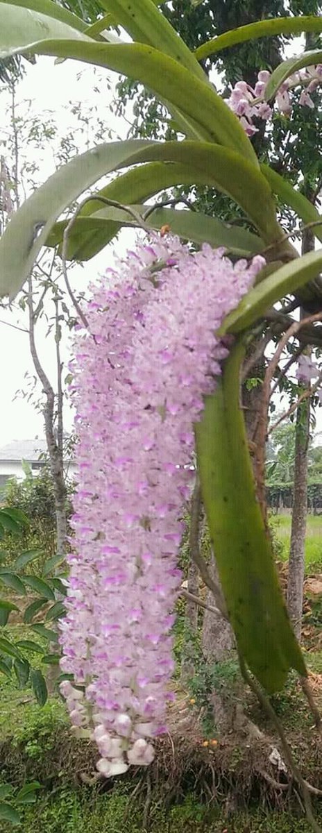 MrigankurS's tweet photo. ৰঙালী বিহুৰ শুভেচ্ছা জনালোঁ ... https://t.co/jOMZNdbrdr