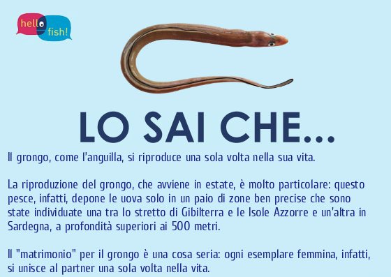 HelloFish_info's tweet photo. Quante #curiosità sul #GRONGO 😊 https://t.co/1xARsBQdnY
#pesca sostenibile e #acquacoltura di qualità https://t.co/sHdTScwtTQ