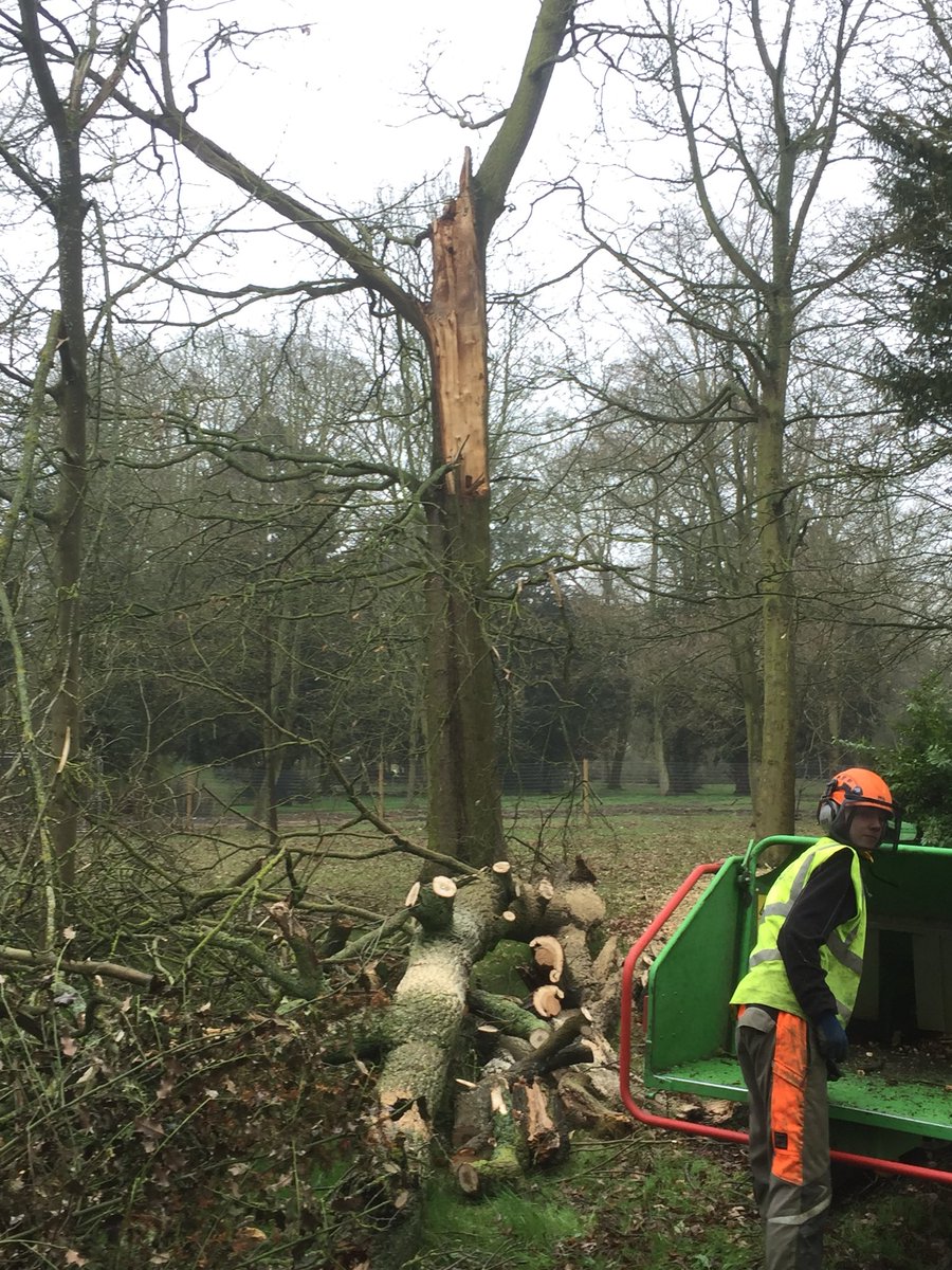 Haine Tree Services tweet media