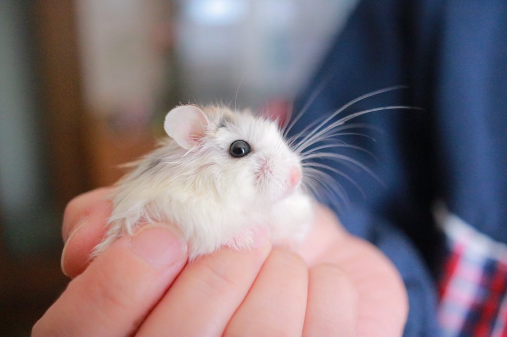 hamhamkuumoko's tweet photo. おめめキラキラ🐹 https://t.co/UevqBcPTgO