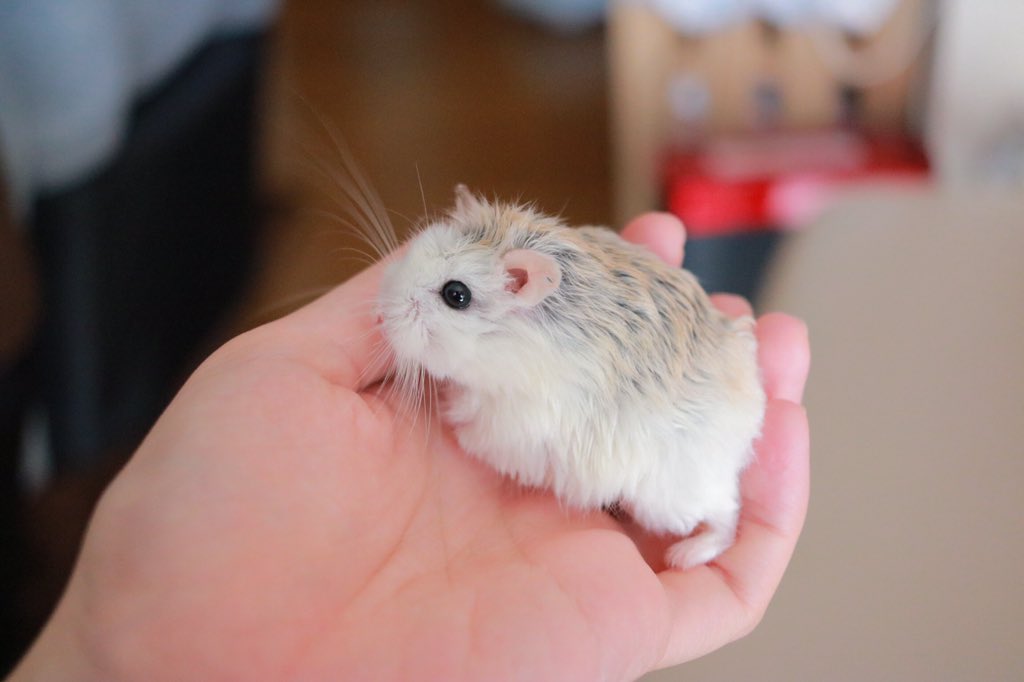 hamhamkuumoko's tweet photo. おめめキラキラ🐹 https://t.co/UevqBcPTgO