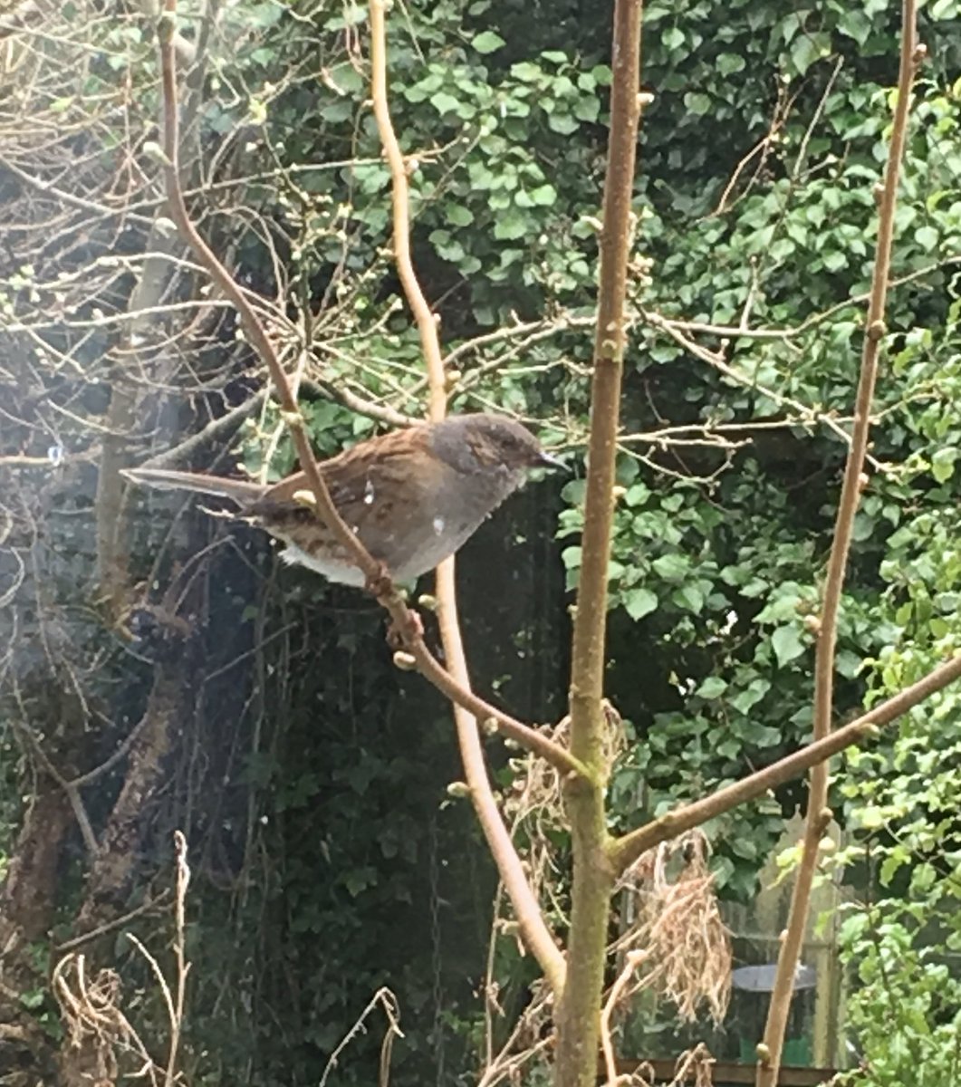 This little bird seems to really want to come in... he sits on the hazel branch tapping on the window. Attacking a reflection or trying to come in for a cuppa...?