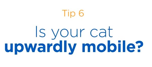 youngveterinary's tweet photo. #CatCare #TipNo.6 Is your #Cat upwardly mobile? Watch >> https://t.co/IwyCBZdoeS << to see if your #cat is stressed at home? #Behaviour #Stress #PetHealth #Video https://t.co/FlQPMAmItg