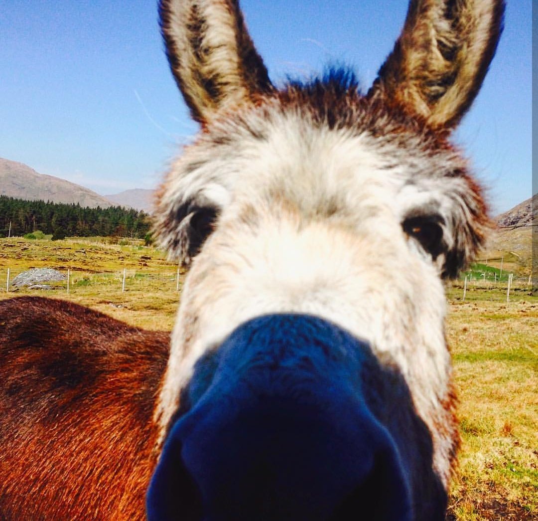 OriginalIrishHt's tweet image. Let me take a selfie.....

Some visitors in @InaghLodge happy to smile for the Camera in Connemara 

#ManorHouseThursday #PetsofManorHouse #Friendlyface #Donkey #Connemara