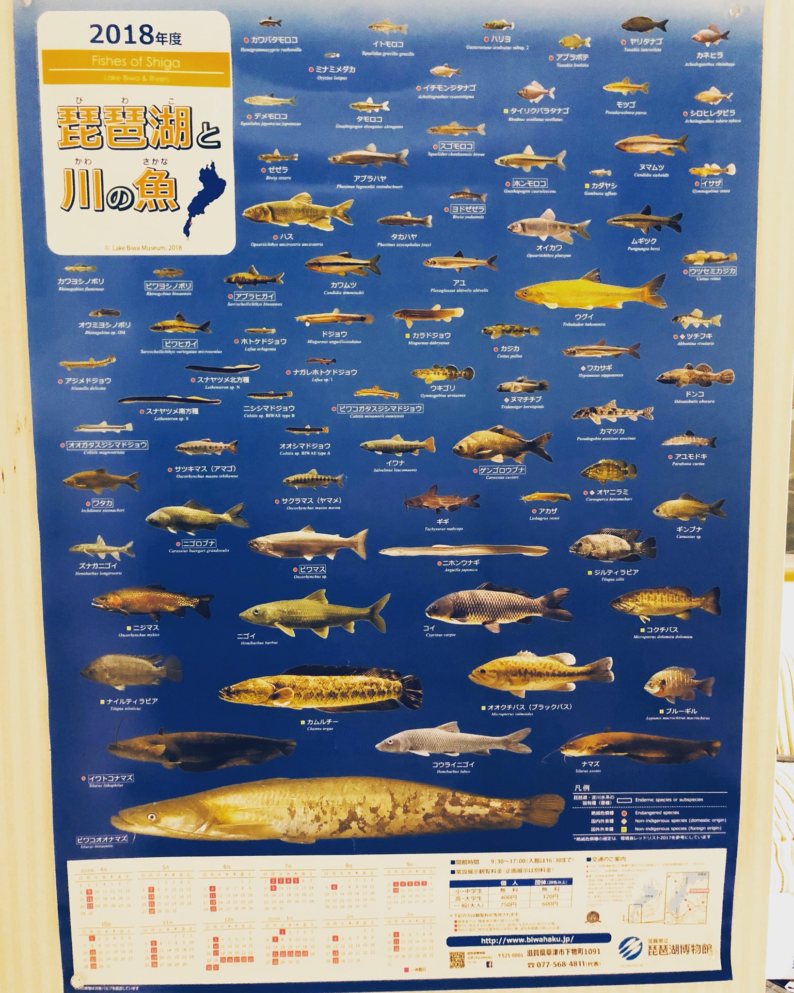 琵琶湖と川の魚 Twitter 搜尋 Twitter