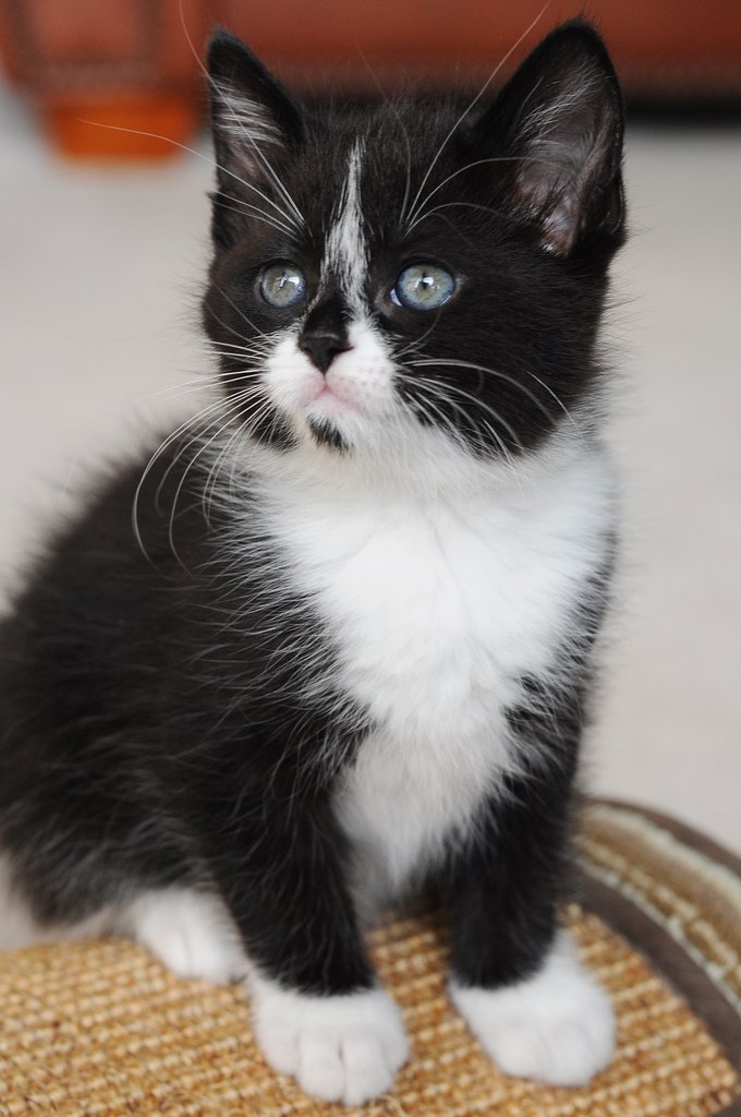 Source: flic.kr/p/bS3F8X
Credit: Lindsey Mead