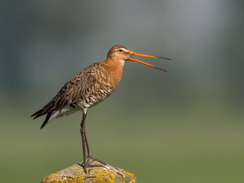 Nog nooit onze Nationale Vogel de grutto in het echt gezien? Ga dan in de Nationale Vogelweek (12 t/m 21 mei) mee met een van de vele gratis weidevogelexcursies: We hebben de leukste voor je op een rijtje gezet: vogelweek.nl/nieuws/bericht…