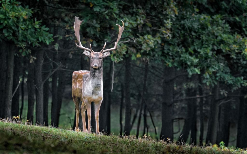 fubiz tweet picture