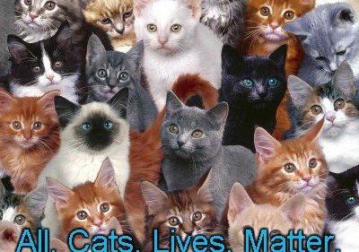 MargieShafer's tweet photo. #cats https://t.co/Un9PWq9SmK