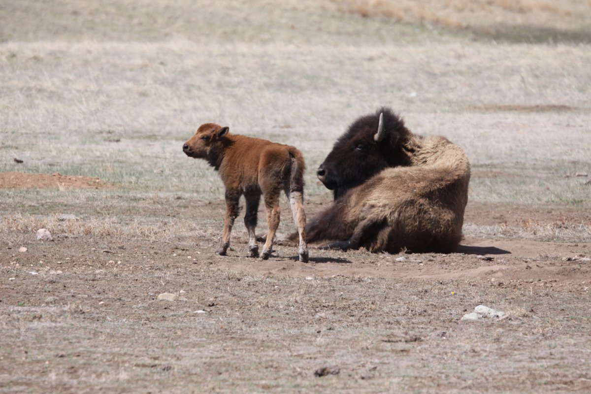 Cute baby alert! The first bison calf has been spotted in the park!