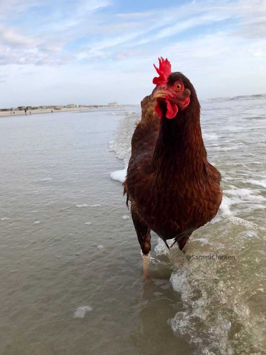 SammiChicken's tweet photo. See, I really am the Chicken of the Sea!
#ChickenOfTheSea #BeachChicken #BeachChick #BeachLife #SaltLife https://t.co/oucsuavguv