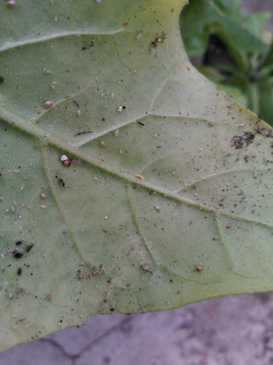MansOrganics (@mansorganics) on Twitter photo Great control of aphids by the "good guys"! Nice to see multiple species at work. #biocontrol <a href="/Canbiobest/">Emiel Vanderwel</a> <a href="/P_K49/">Biobest*Paul K</a> <a href="/1BIOBEST/">Biobest NorthAmerica</a> #greenhouse #westcdnag #abag #organic Great control of aphids by the "good guys"! Nice to see multiple species at work. #biocontrol <a href="/Canbiobest/">Emiel Vanderwel</a> <a href="/P_K49/">Biobest*Paul K</a> <a href="/1BIOBEST/">Biobest NorthAmerica</a> #greenhouse #westcdnag #abag #organic