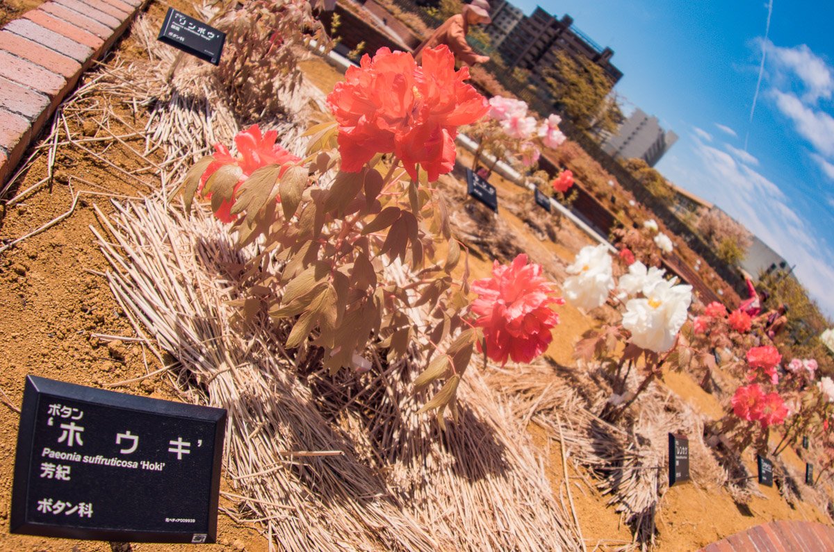 あの花の名前を僕はまだ知らない Twitter Search Twitter