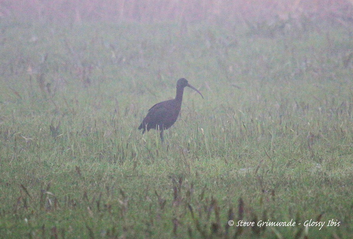 Swallow Birding & Wildlife tweet media