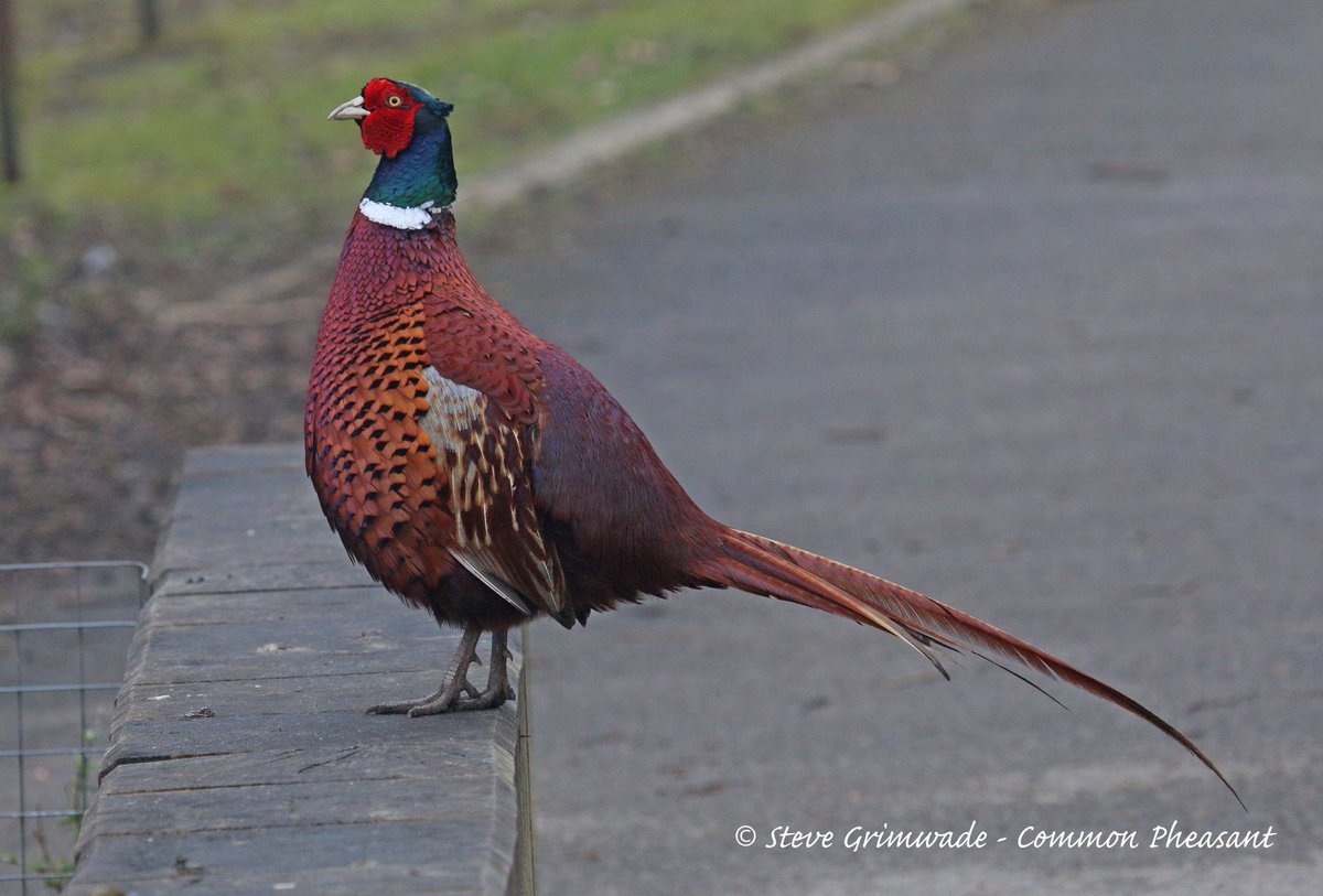 Swallow Birding & Wildlife tweet media