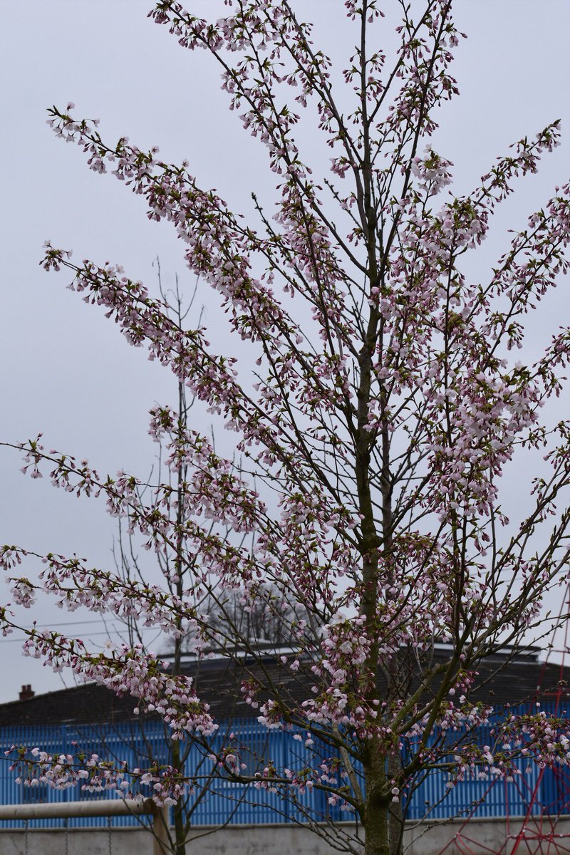 ConnsGreenway's tweet photo. Fret not, there are signs of spring out there somewhere! Thanks to @DunKaren for these photos! #BelfastinBloom #Spring2018 https://t.co/5ipPWZaEdv