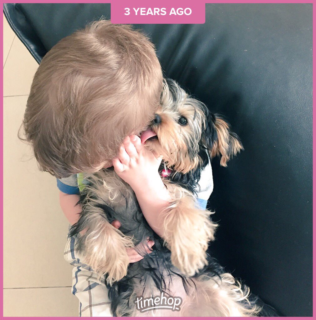 Loopylola the yorkie tweet media