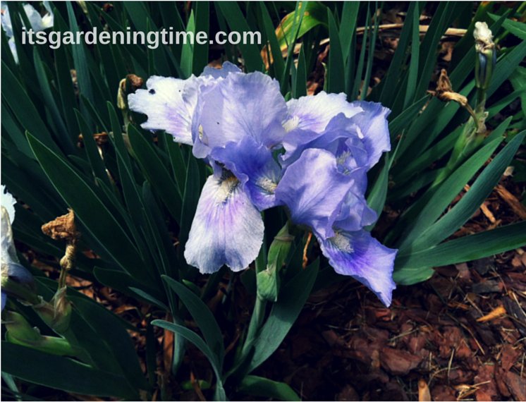 #Irises Stopped Blooming? Here's Why ... #iris #flowers itsgardeningtime.com/?p=1323 #gardenersworld See video!