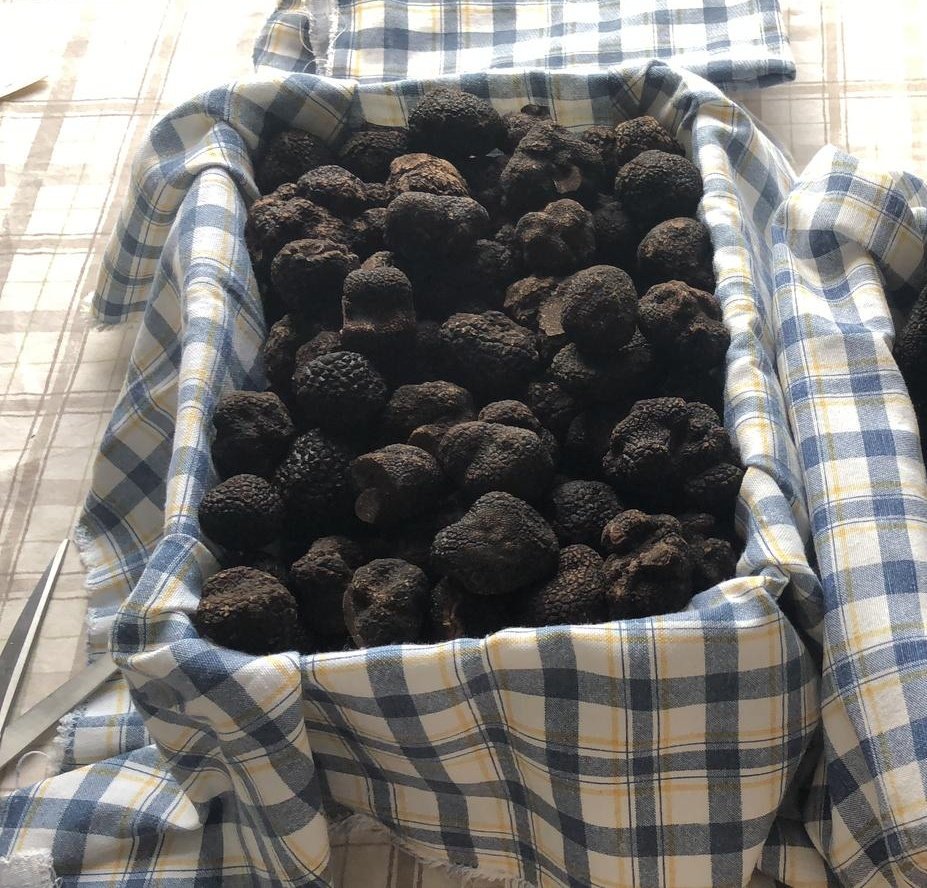 ATruffles's tweet image. After last week's very last consignment of Italian melanosporum truffles, we are currently in Australia to find a good grower of Australian melanosporum!!