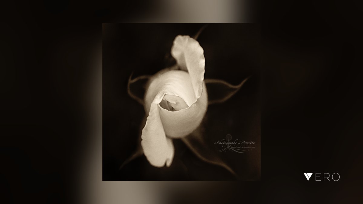 BeechTreePhotog's tweet image. All wound up .
.
.
.
#easyart#artprints 
#walldecor#artforthewall#interiors #floral #floralphotography #flowers #flowersofinstagram #nature#tothetrade#naturephotography#flowerphotography#fineartphotography#fineart #abstractart 
#fineartp… @VeroTrueSocial