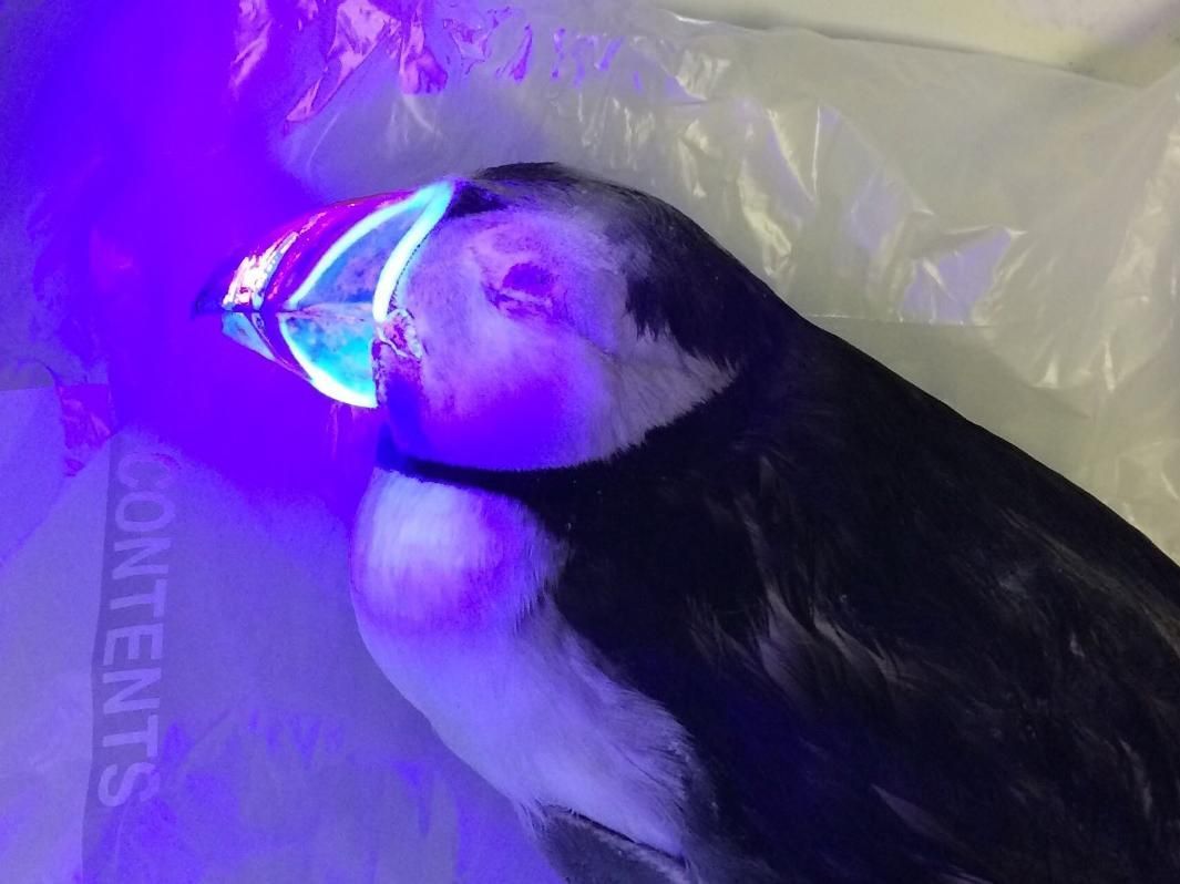 Amazing! Wish I could see in UV! - Puffins found to have hidden fluorescent beaks that may help them attract the opposite sex buff.ly/2IzqdQK