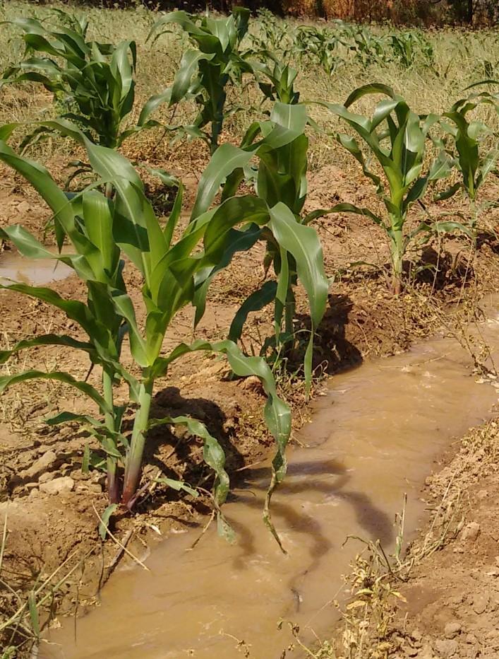 ECORIBOR's tweet photo. TODOS los cultivos requieren #Agua para su desarrollo. El #Maiz 🌽 no escapa de éste recurso tan vital para su #Producción 👨🏻‍🌾. Es fundamental considerar éste aspecto ante los embates del #CambioClimático.🌎 ♻ https://t.co/17C0anDvu4