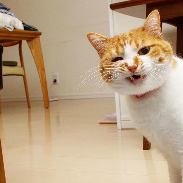 kachimo's tweet photo. へへへ
#uchinonekora #kishidashin #岸田森 #neko #cat #catstagram #kachimo #猫 #ねこ #うちの猫ら https://t.co/MWxtw2aQsw https://t.co/V8wvCwZqtT https://t.co/WQWNrxpgLP