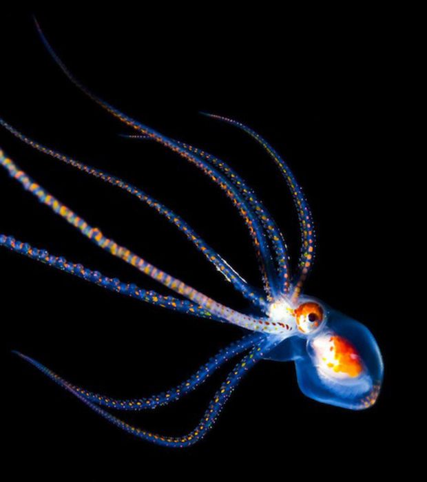 LaTacfi's tweet image. "La fosse des Mariannes est à ce jour le fond marin le plus profond connu... à 11 000 mètres" #Subduction #MoyenneA3000m #Latac