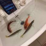 違和感ありすぎでビビる!　浴槽に魚が泳ぐ衝撃の画像がコチラ!