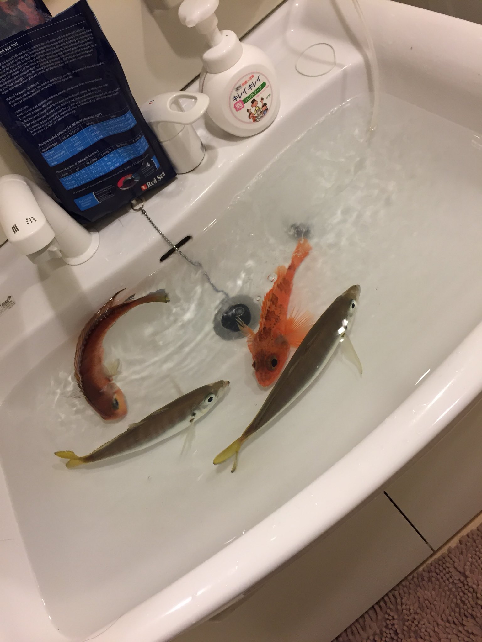 かとたく 水槽も買ってないのに魚だけ買ってしまった結果です Twitter