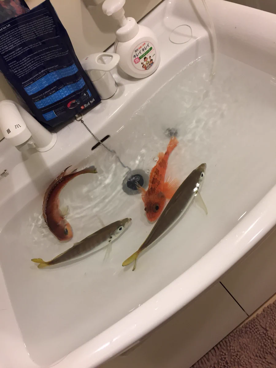 違和感ありすぎでビビるｗｗｗ　浴槽に魚が泳ぐ衝撃の画像がコチラｗｗｗ