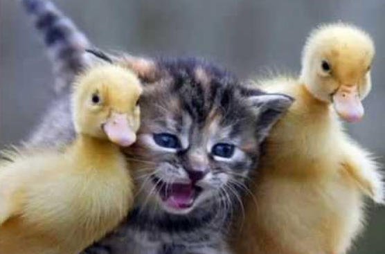 Baykaraca yönetmen (@baykaraca) on Twitter photo 