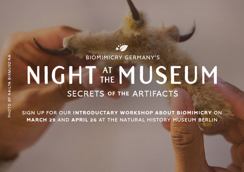 Our #Intro to #Biomimicry workshop „Night at the Museum“ is back on April 26 at the @MfNBerlin! Get inspired by the museum’s artifacts and unlock the knowledge of 3.8 billion years of evolution🐚🔍! ➡️ bit.ly/2sx2zg2