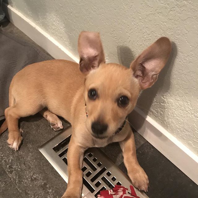 NowaTechie's tweet photo. Hard to get a good picture of her as she is constantly moving! But those bat ears this morning! #goldienowakowski #dogsofinstagram #dogsofcue https://t.co/rUkeLH6rhc https://t.co/0aKbW8F0Za