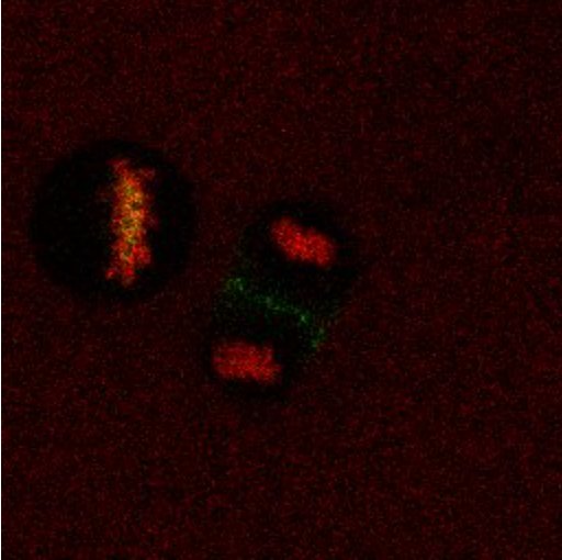 IDRnews's tweet photo. New #OpenData (2/3) IDR0041 https://t.co/ZGZ4CA5opB “An experimental and #computational framework to build a dynamic #ProteinAtlas of #HumanCell division” 3 subsets: raw images, segmentation masks for the landmarks and #protein concentration maps, to build the #mitotic #CellAtlas https://t.co/n8R9hN2Va2