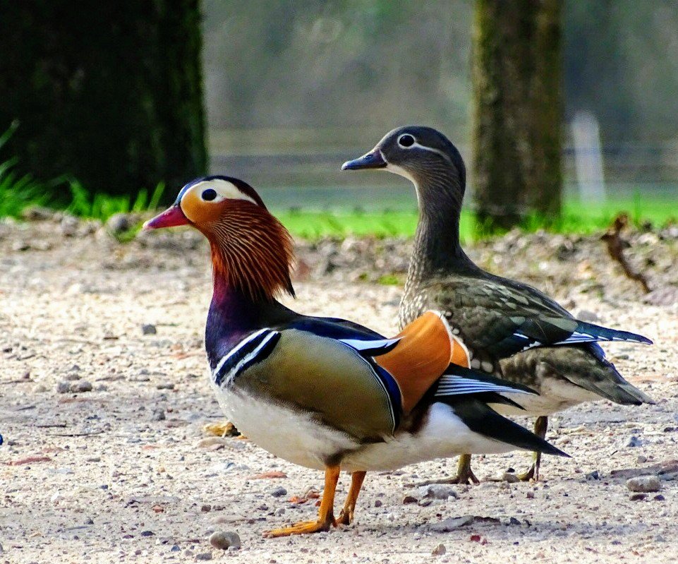 #mandarijneend. Die zijn best mooi.