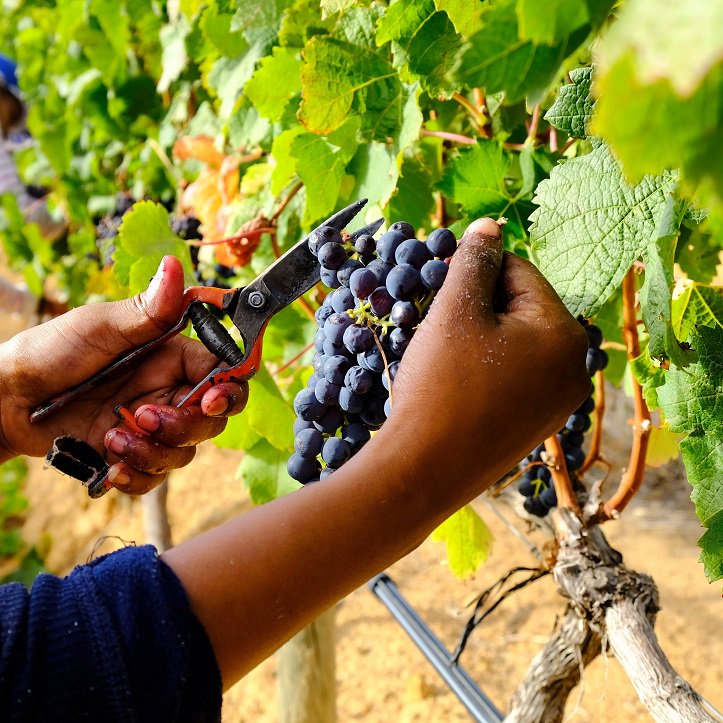 GrootConstantia's tweet photo. Not all grape varietals are harvested at the same tempo. Shiraz grapes are much easier to harvest owing to a long stem separating the bunch from the vineโs cane. Cabernet & Sauvignon Blanc have a small, compact bunch with a short stem. #celebrating333yearstogether #Harvest2018 https://t.co/mUWXBsBzdT