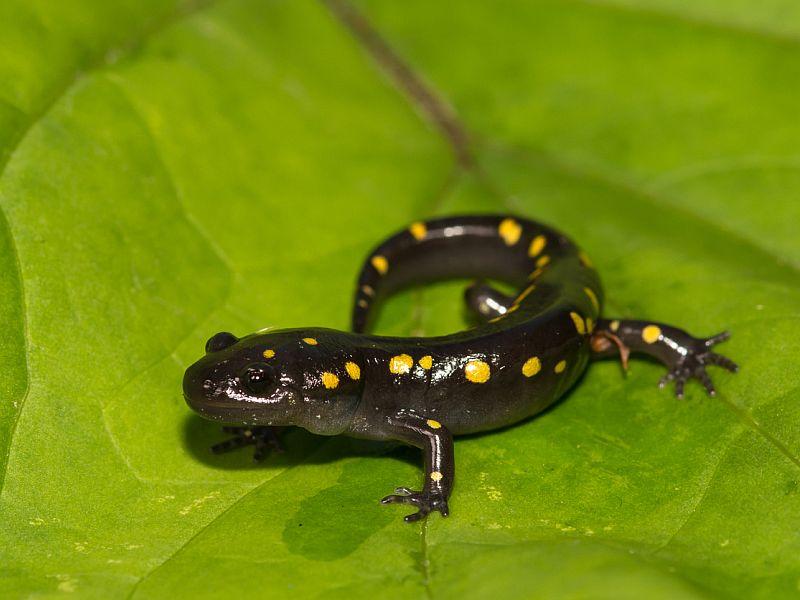 Herp Walk: Reptiles And Amphibians Are On The Move! dlvr.it/QPJC8S https://t.co/6OUQBdi3vs