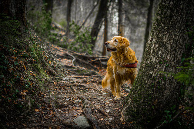 MetroVetChicago's tweet photo. Because dogs spend so much time outdoors, ticks are a common problem and a big concern for owners. If left untreated, fleas and ticks can become a serious nuisance and potential health problem for your dog! Go here to learn more about tick preventatives:

https://t.co/WQ91Iifo6z https://t.co/QJO9vwuvHe