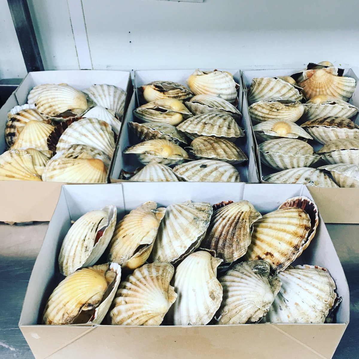 Stunning scallops to work with today  <a href="/HumphrysSP/">Humphry's</a>  <a href="/StokePark/">Stoke Park</a> thanks <a href="/Kingfisher_BXM/">Kingfisher Brixham</a>